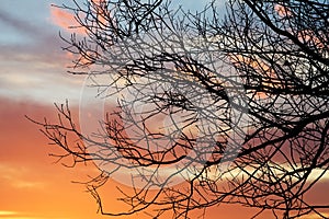 Winter sunset through the branches of a tree