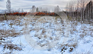 Winter sunset. The bushes with berries of sea buckthorn in the swamp is ripe. Snow-covered swamp hummocks of dry grass. Br