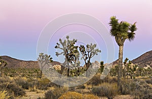 Winter Sunset Colors at Joshua Tree National Park California USA