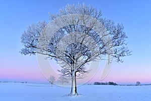 Beautiful landscape with a lonely oak tree in a winter field.