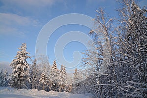 Winter sunset in the forest landscape