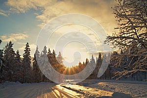Winter sunset in the forest landscape photo
