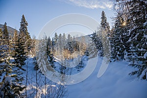 Atardecer en Bosque panorámico. fabuloso árboles el sol rayos cielo azul naturaleza en 