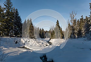 Atardecer en Bosque panorámico. fabuloso árboles el sol rayos cielo azul naturaleza en 