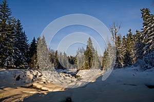 Atardecer en Bosque panorámico. fabuloso árboles el sol rayos cielo azul naturaleza en 