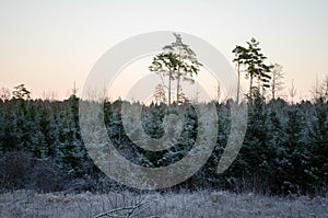 Winter sunset from the forest view, on the field. Otanki, Latvia