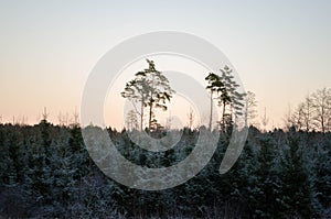 Winter sunset from the forest view, on the field. Otanki, Latvia