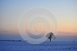 Lonely tree .Winter sunset.