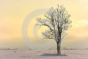 Lonely tree .Winter sunset.