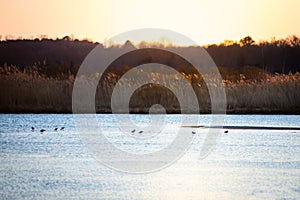 Winter sunset marsh birds feeding in water