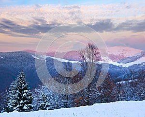 Winter sunset mountain landscape with snowy forest and Moon on sky (Carpathian, Ukraine