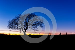 Winter sunset with a oak tree silhouette