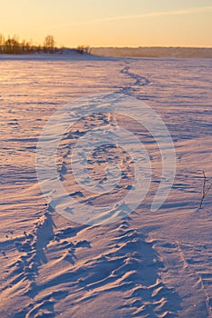 winter sunset over field