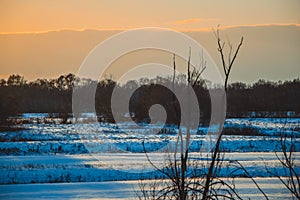 Winter sunset over the field with trees in the foreground