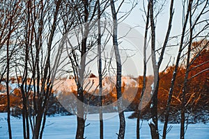 Winter sunset over the field with trees in the foreground