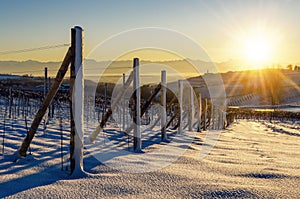 Winter sunset over the vineyards of Barolo Langhe, Piedmont,Ita