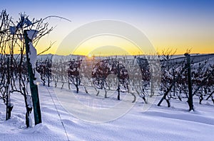 Winter sunset over the vineyards of Barolo Langhe, Piedmont,Ita