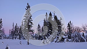 Winter sunset and pine trees  in Are Valadalen Fjall in Jamtland in Sweden