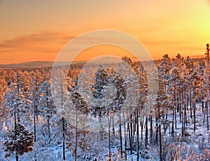 Winter sunset taiga photo