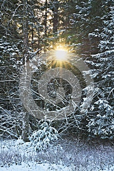 Winter sunset though trees with snow