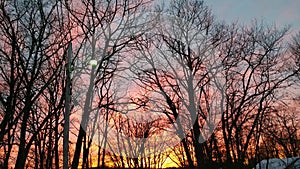 Winter Sunset Through The Trees