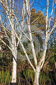 Winter sunshine on two Silver Birch trees in East Grinstead