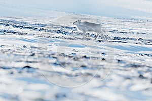 Winter Svalbard. Wild Reindeer, Rangifer tarandus, with massive antlers in snow, Svalbard, Norway. Svalbard deer on rocky mountain