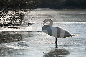 Winter swan silhouette