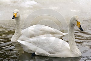 Winter swans