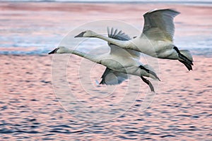 Winter Swans