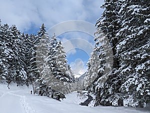 Winter in the swiss alps, Switzerland. Panoramic view. Snowy winter landscape in the mountains with fir trees and wooden fence.