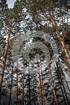 Winter taiga. Sayan.