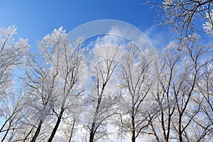 Winter tale. Trees covered with hoarfrost against blue sky