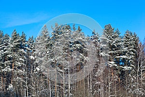 Winter tall fir trees in winter against the blue sky