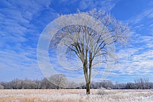 Winter, Tall Grass Prairie