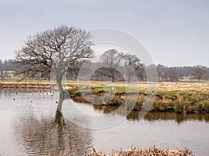 Winter at Tatton Park