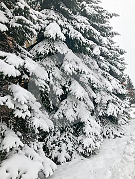 Winter texture with Christmas trees with branches festive covered with a thick layer of white cold shiny fluffy snow standing in