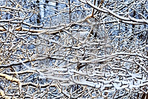 White texture of forest at winter. White snow trees in winter forest. Winter forest with frozen trees. Cold day in snowy winter