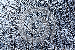 White winter texture of threes. Snow covered trees in white winter. White winter forest with frozen trees. Cold day in white winte