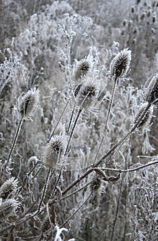 Winter thistles