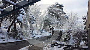 Winter time beautiful snowfrost in Vancouver BC