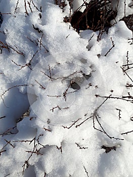 Winter time. Branches of a Bush sticking out through the snow. Snow cap on a Bush.