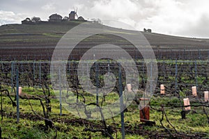 Winter time on Champagne grand cru vineyard near Verzenay and Mailly, rows of old grape vines without leave, wine making in France