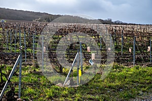 Winter time on Champagne grand cru vineyard near Verzenay and Mailly, rows of old grape vines without leave, wine making in France