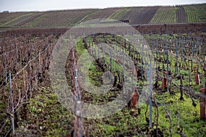 Winter time on Champagne grand cru vineyard near Verzenay and Mailly, rows of old grape vines without leave, wine making in France