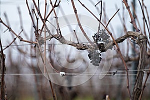 Winter time on Champagne grand cru vineyard near Verzenay and Mailly, rows of old grape vines without leave, wine making in France