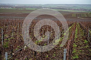 Winter time on Champagne grand cru vineyard near Verzenay and Mailly, rows of old grape vines without leave, wine making in France