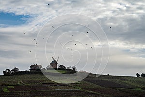 Winter time on Champagne grand cru vineyard near Verzenay and Mailly, rows of old grape vines without leave, wine making in France