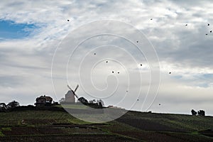 Winter time on Champagne grand cru vineyard near Verzenay and Mailly, rows of old grape vines without leave, wine making in France