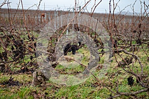 Winter time on Champagne grand cru vineyard near Verzenay and Mailly, rows of old grape vines without leave, wine making in France